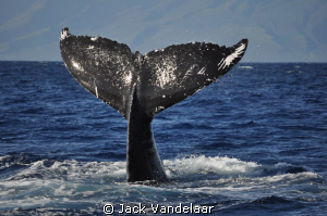Whale tails everywhere on this whale watching adventure i... by Jack Vandelaar 